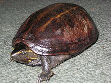 Striped mud turtle httpsuploadwikimediaorgwikipediacommonsthu