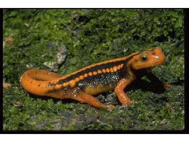 Striped newt Coastal Courier coastalcouriercom news and sports for Fort