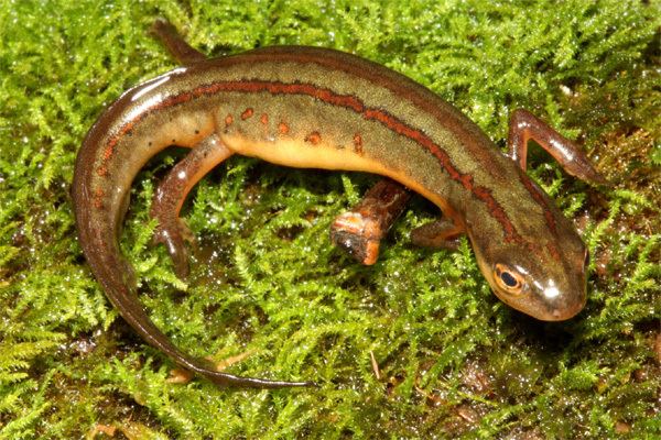 Striped newt Jacksonville Zoo