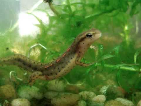 Striped newt Young brokenstriped newt YouTube