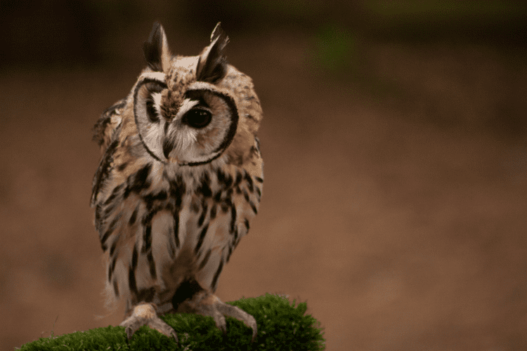 Striped owl Mexican Striped Owl by CloudMercury on DeviantArt