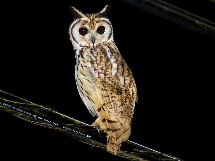 Striped owl Striped Owl Photo