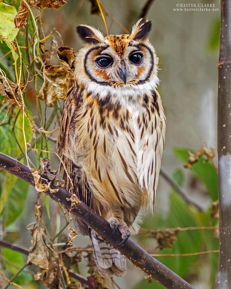 Striped owl Striped Owl Kester Clarke Wildlife Photography