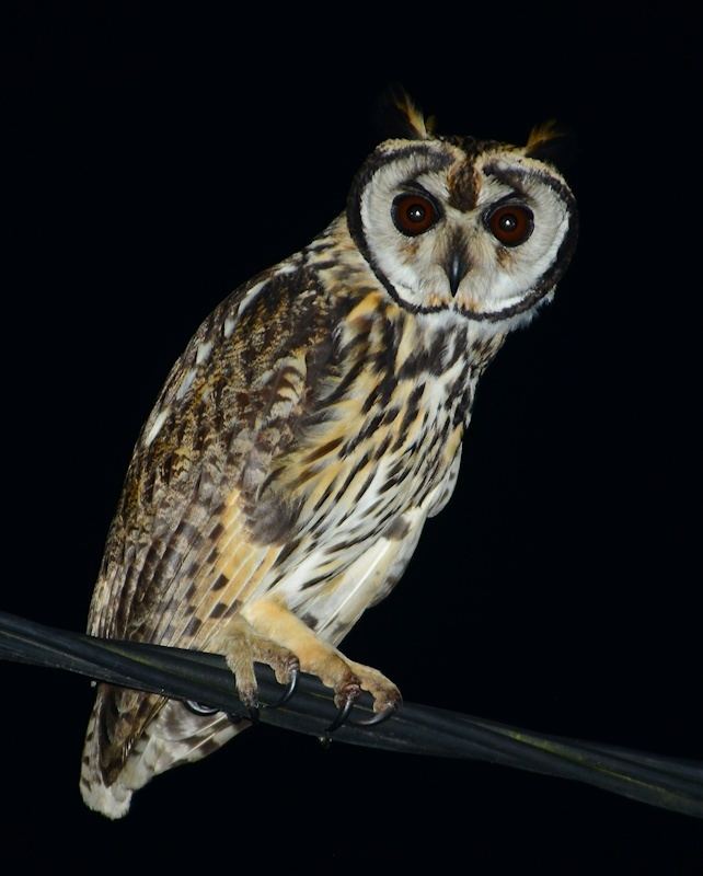 Striped owl Striped Owl Asio clamator Information Pictures Sounds The