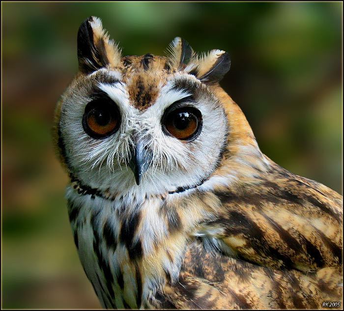 Striped owl TrekNature Striped Owl Photo