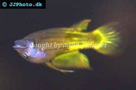 Striped panchax How to keep Striped panchax Aplocheilus lineatus