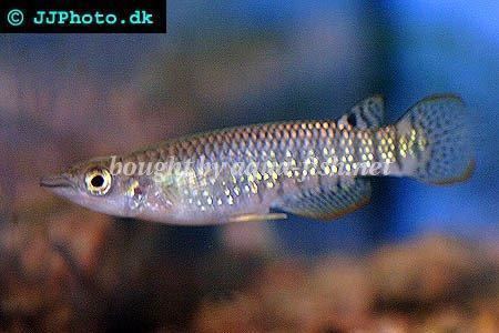 Striped panchax How to keep Striped panchax Aplocheilus lineatus