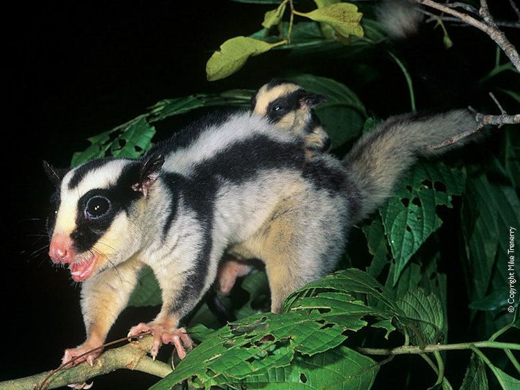 Striped possum Striped Possum Dactylopsila trivirgata Mammals Marsupialia