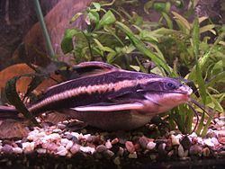 Striped Raphael catfish Striped Raphael catfish Wikipedia