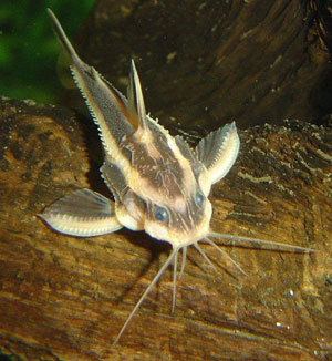 Striped Raphael catfish wwwaquariumlifenetprofileimagesraphaellgjpg