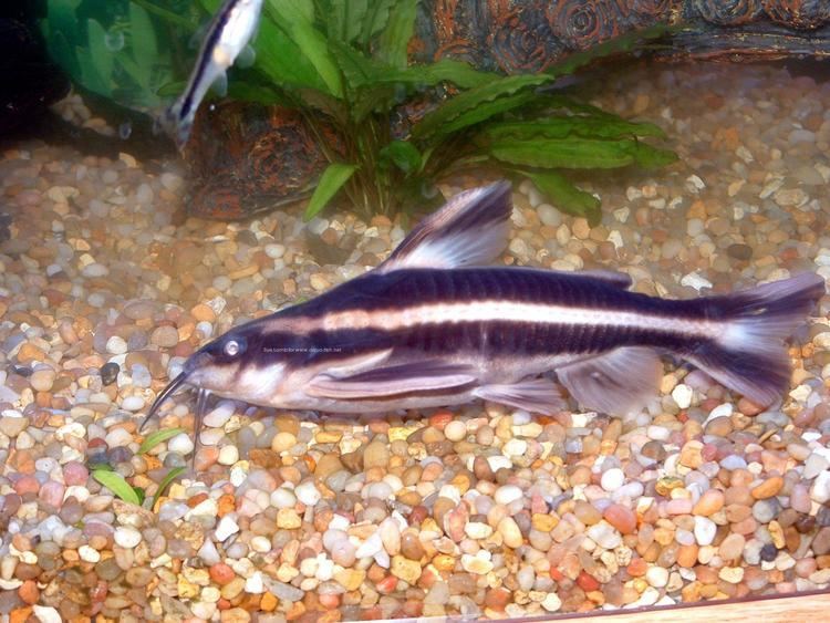 Striped Raphael Catfish for Sale