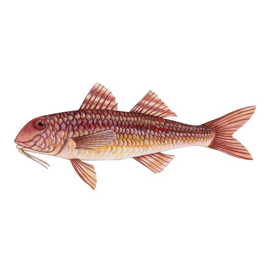 Striped red mullet - Alchetron, The Free Social Encyclopedia