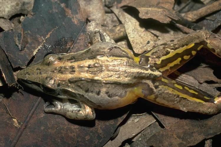 Striped rocket frog Striped Rocket Frog Litoria Nasuta Animals AZ Animals