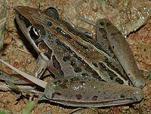 Striped rocket frog httpsuploadwikimediaorgwikipediacommonsthu