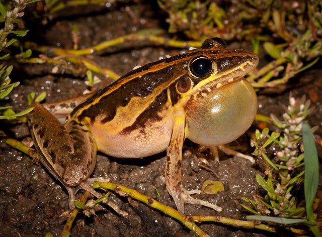 Striped rocket frog Striped Rocket Frog Animal Wildlife