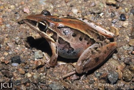 Striped rocket frog Striped Rocket Frog Animal Wildlife