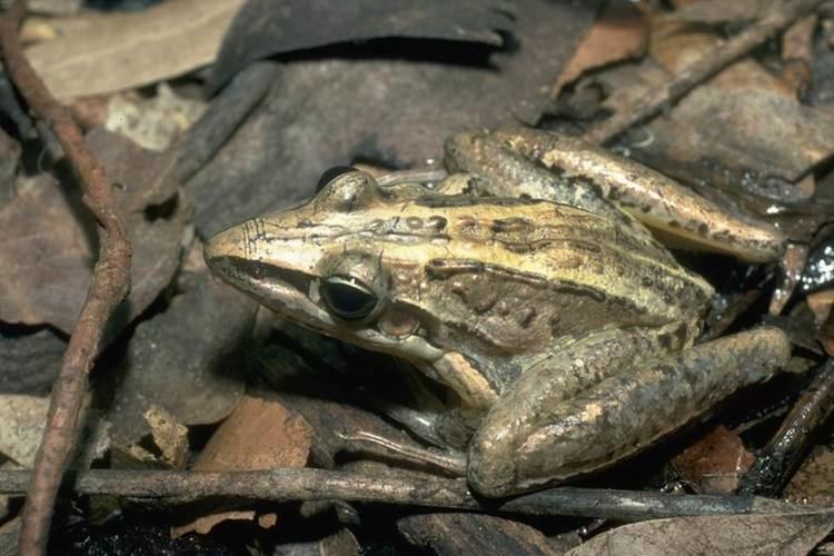 Striped rocket frog Facts about the Striped Rocket Frog