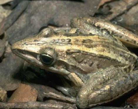 Striped rocket frog Striped Rocket Frog Litoria Nasuta Animals AZ Animals