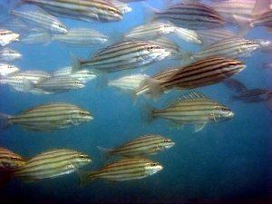 Striped trumpeter Reef Ball Foundation Photo GalleryGeographical Database for photos