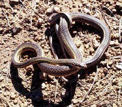 Striped whipsnake Striped Whipsnake Bryce Canyon National Park US National Park