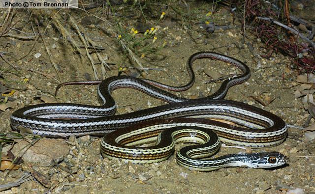 Striped whipsnake Striped Whipsnake Coluber taeniatus Reptiles of Arizona