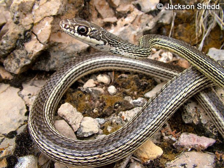 Striped whipsnake wwwcaliforniaherpscomsnakesimagesmttaeniatusi