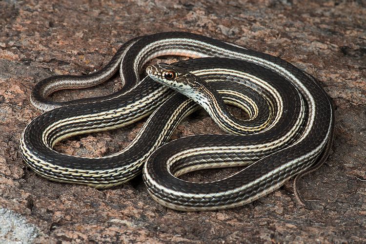 Striped whipsnake Desert Striped Whipsnake Desert Striped Whipsnake Masticop Flickr