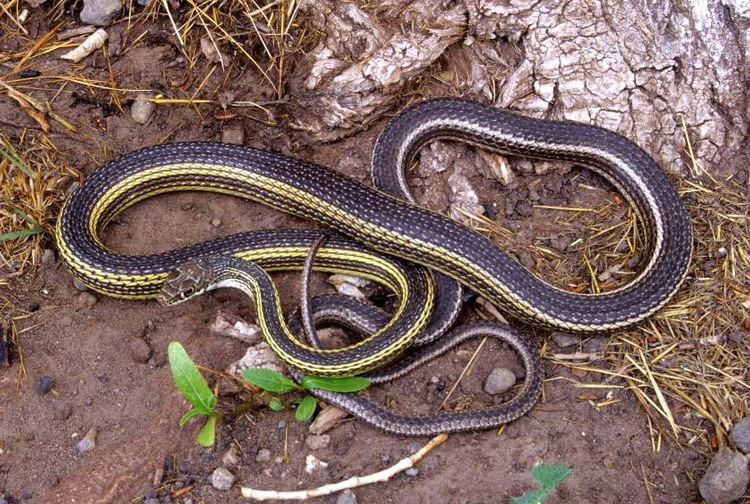 Striped whipsnake Striped Whipsnake Tucson Herpetological Society