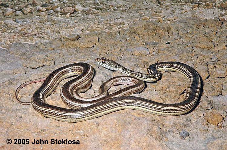 Striped whipsnake Desert Striped Whipsnake Coluber taeniatus taeniatus