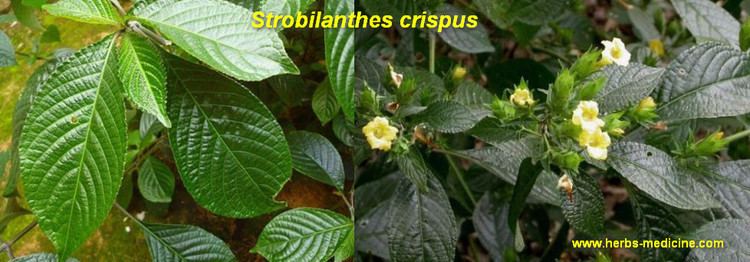 Strobilanthes crispa Diabetes use Strobilanthes crispus HERBAL MEDICINE