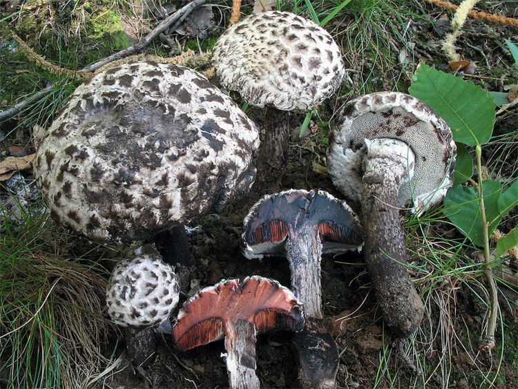 Strobilomyces strobilaceus Seventy Distinctive Mushrooms Part Five 4150 Temperate Climate