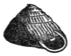 Strobilopsidae