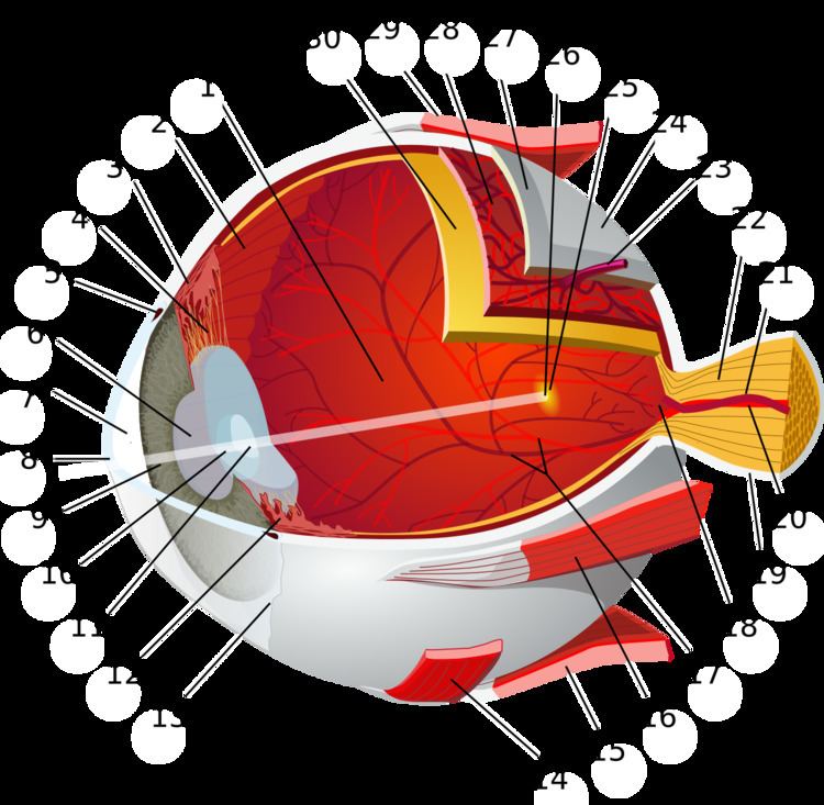 Stroma of cornea