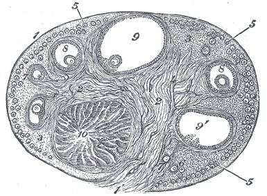Stroma of ovary