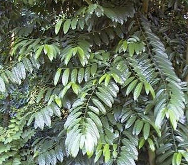 Strombosia parasiticplantssiueduStrombosiaceaeimagesStro