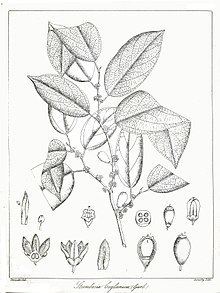 Strombosia ceylanica httpsuploadwikimediaorgwikipediacommonsthu