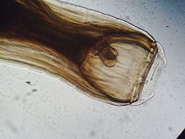 Strongylidae httpsuploadwikimediaorgwikipediacommonsthu