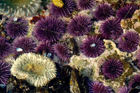 Strongylocentrotus Purple Sea Urchin Strongylocentrotus purpuratus