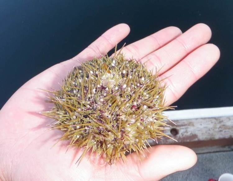 Strongylocentrotus droebachiensis Green sea urchin Strongylocentrotus droebachiensis Biodiversity