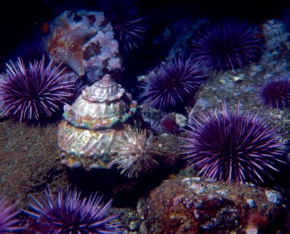 Strongylocentrotus purpuratus Strongylocentrotus purpuratus Purple sea urchin