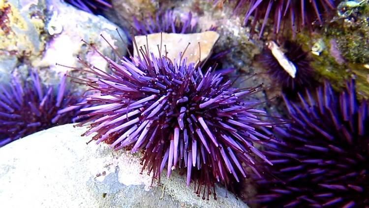Strongylocentrotus purpuratus Purple Sea Urchin Strongylocentrotus purpuratus Walking in Tide