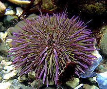 Strongylocentrotus purpuratus httpsuploadwikimediaorgwikipediacommonsthu