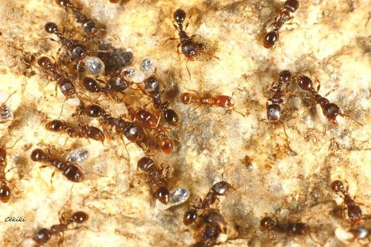 Strongylognathus Identification game 8 Myrm39s Ant Nest