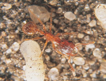 Strongylognathus An Ant Picturebase of Asia and Europe