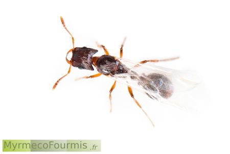 Strongylognathus testaceus Les Strongylognathus des fourmis qui parasitent d39autres