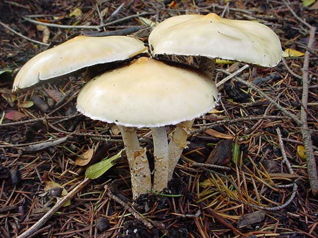 Stropharia ambigua Stropharia ambigua photos Mushroom Hunting and Identification