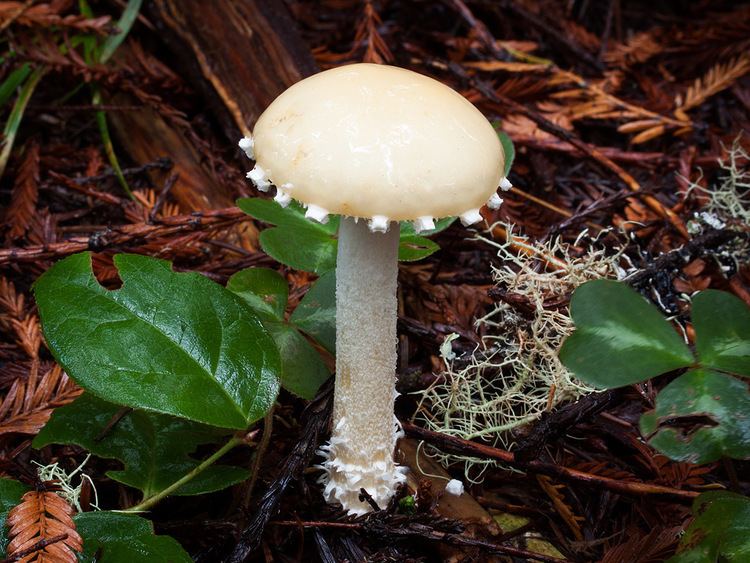 Stropharia ambigua California Fungi Stropharia ambigua