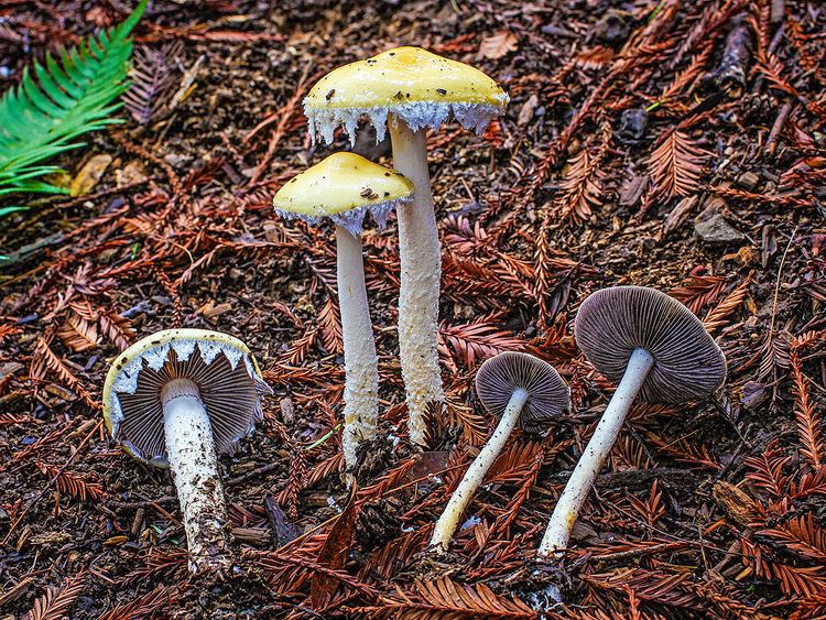 Stropharia ambigua California Fungi Stropharia ambigua