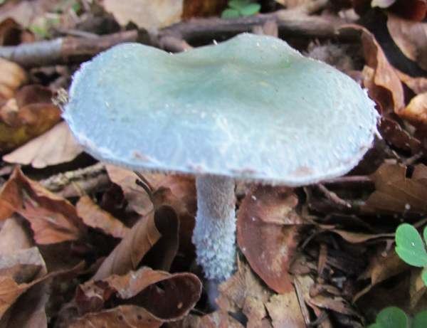 Stropharia caerulea Stropharia caerulea Blue Roundhead mushroom