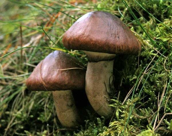 Stropharia hornemannii Stropharia hornemannii Conifer Roundhead mushroom